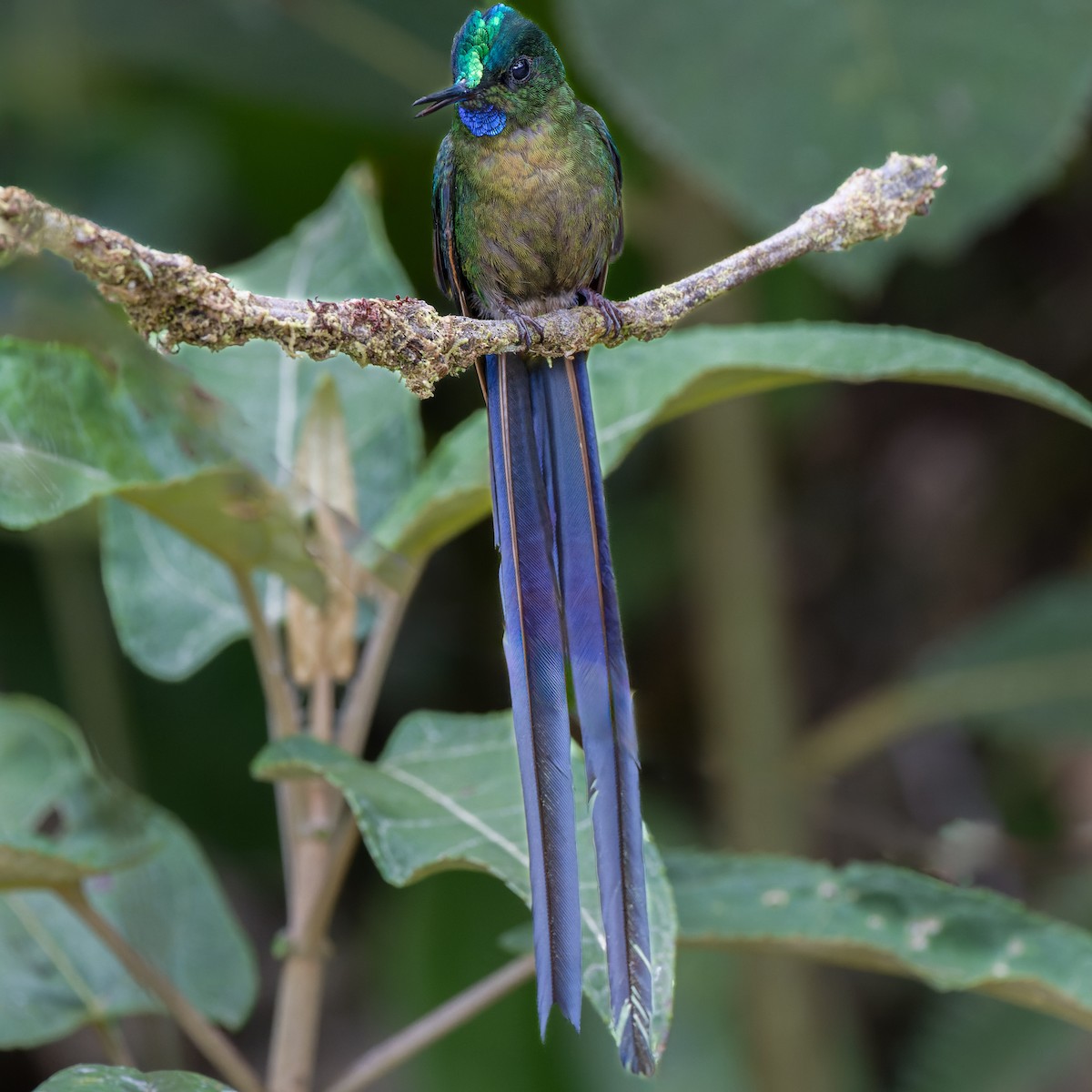Violet-tailed Sylph - ML604082651