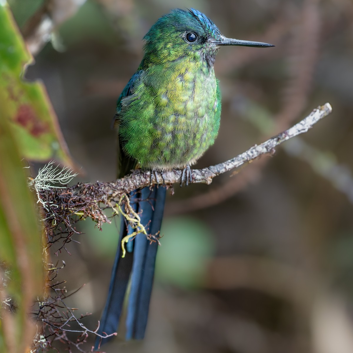 Violet-tailed Sylph - ML604082671