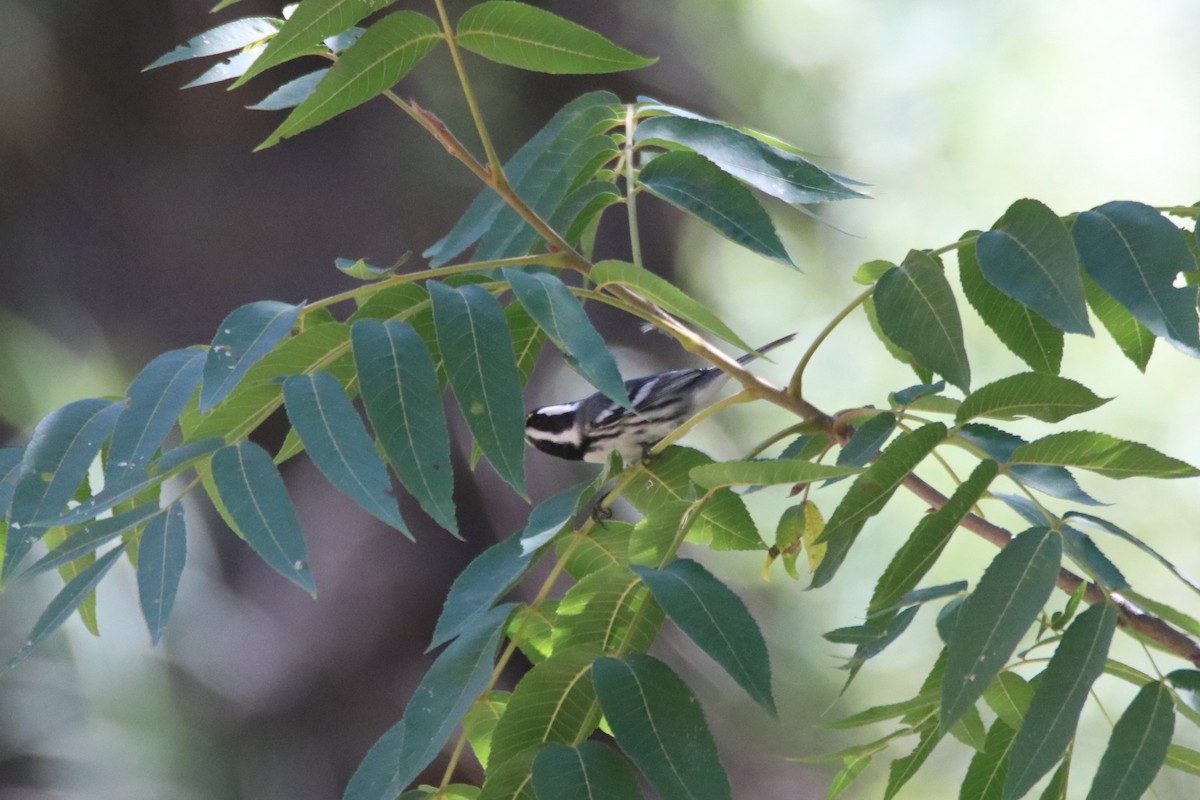 Black-throated Gray Warbler - ML604084571