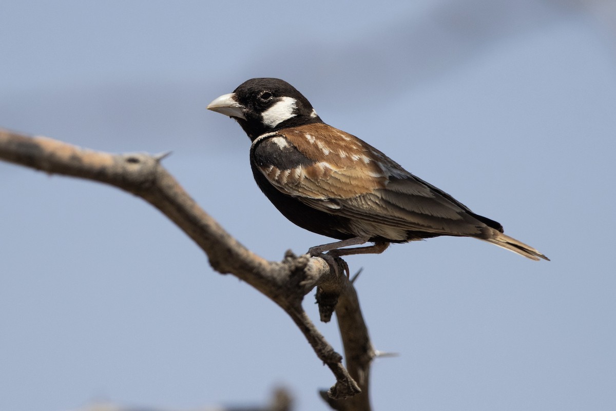 Chestnut-backed Sparrow-Lark - ML604086011