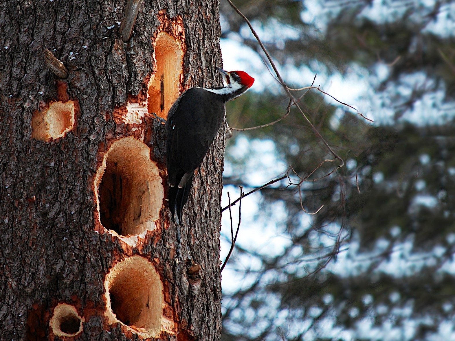 Pileated Woodpecker New York Breeding Bird Atlas   1800