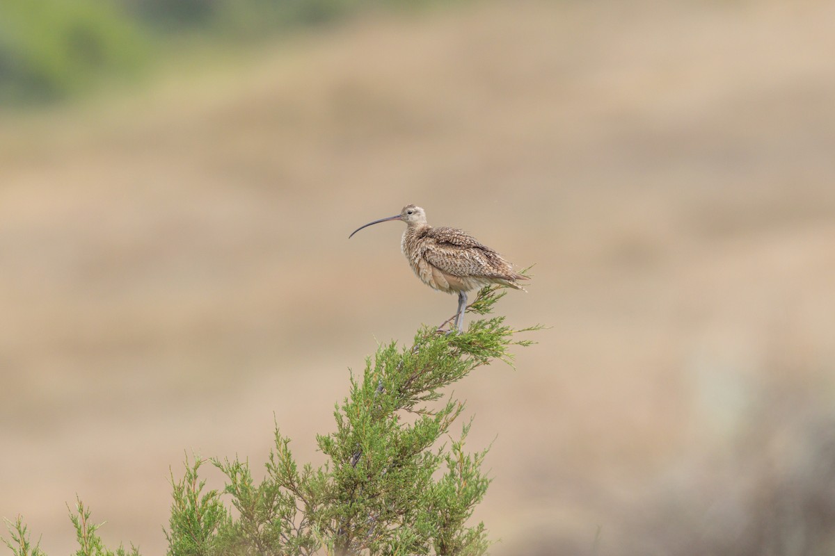 Long-billed Curlew - ML604087281