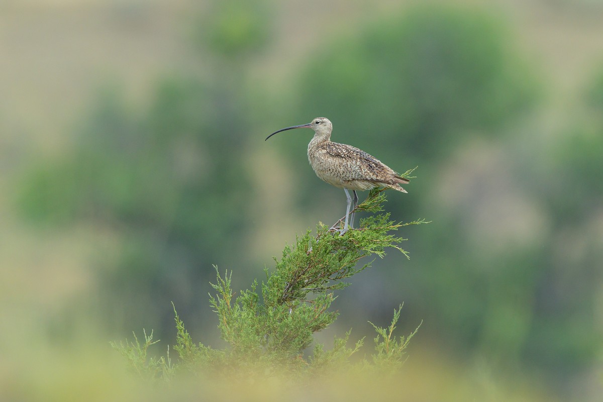 Long-billed Curlew - ML604087301