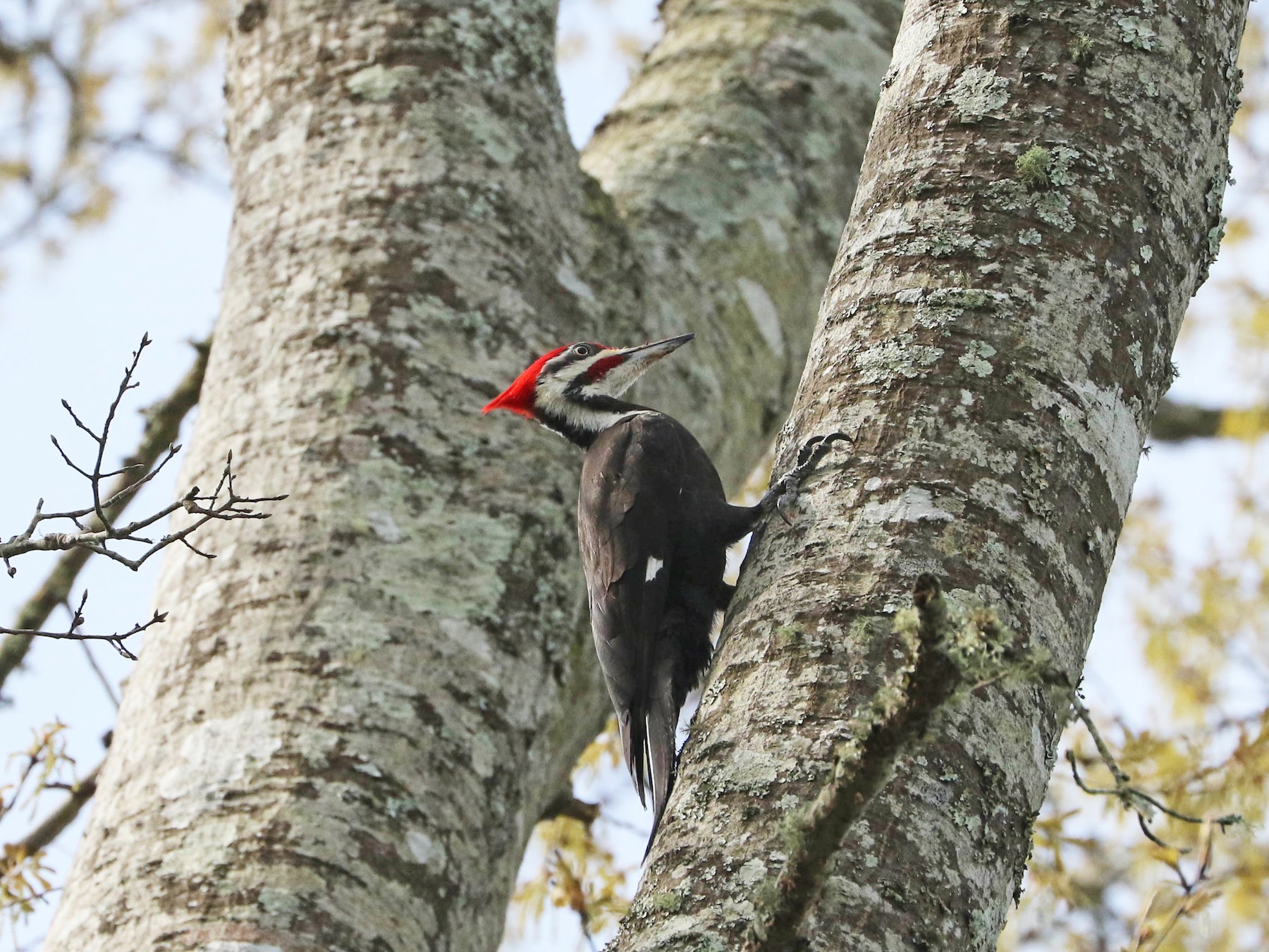 Pileated Woodpecker - Lori McDonald
