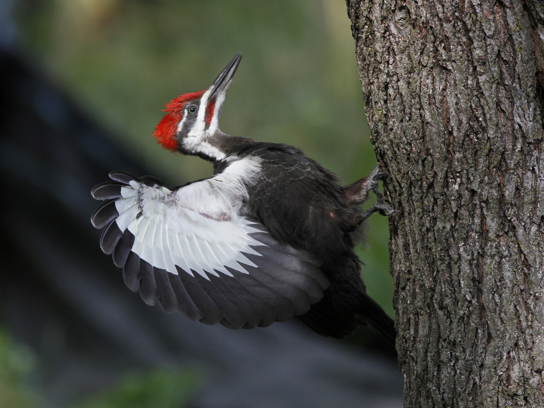 Pileated Woodpecker - Michael Tate