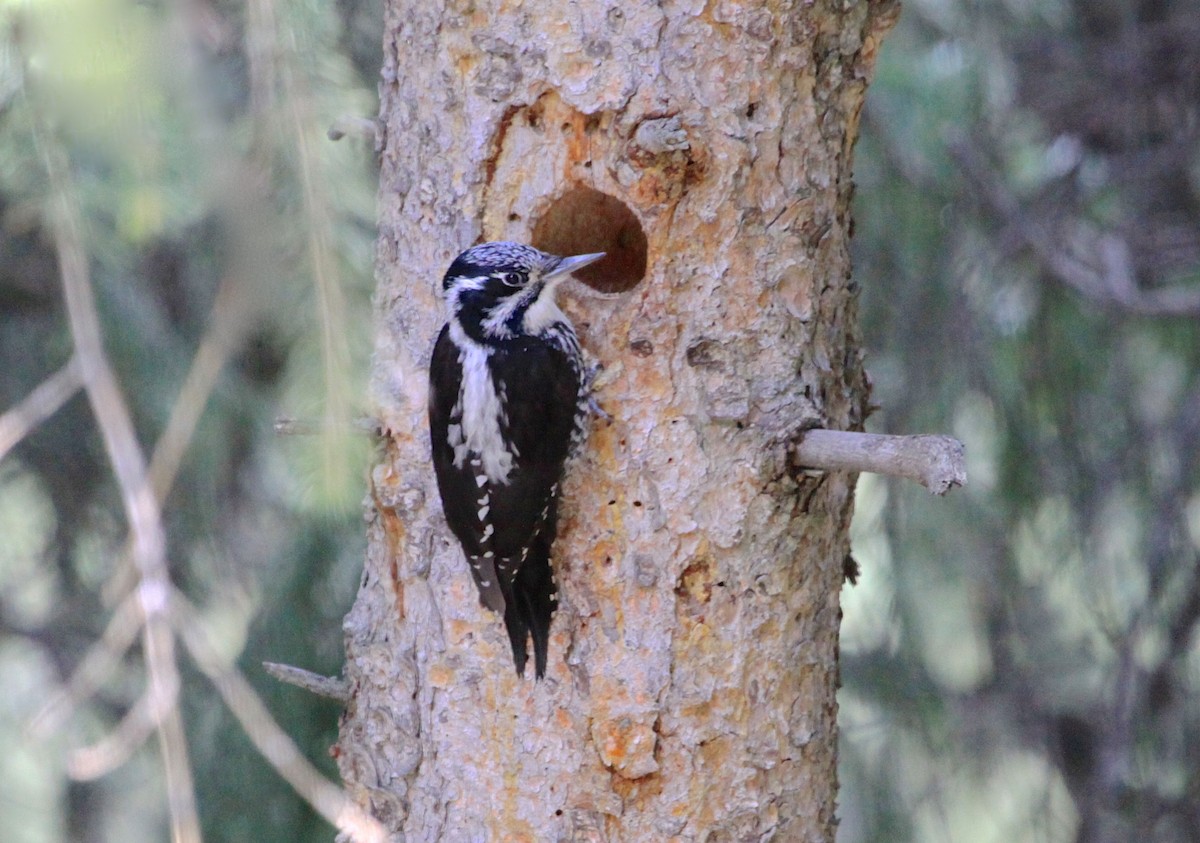 Eurasian Three-toed Woodpecker - Gil Ewing