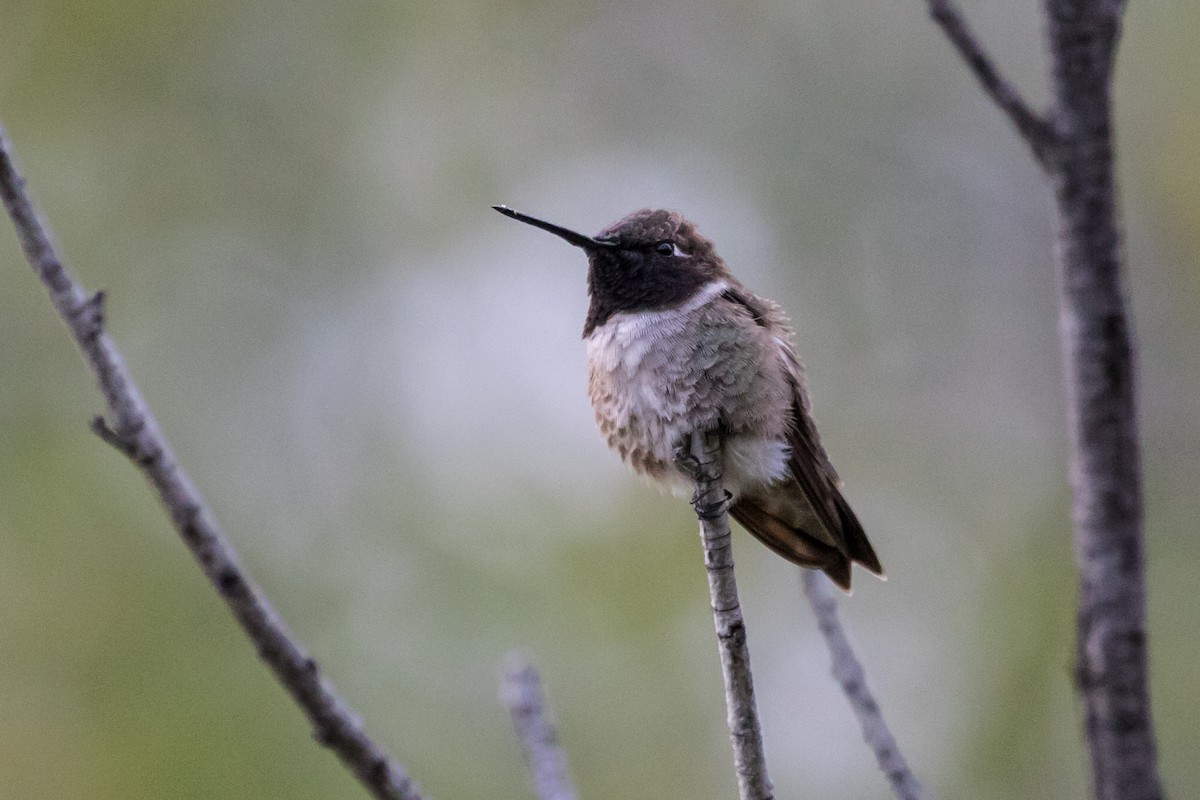 Black-chinned Hummingbird - Doug Bryant