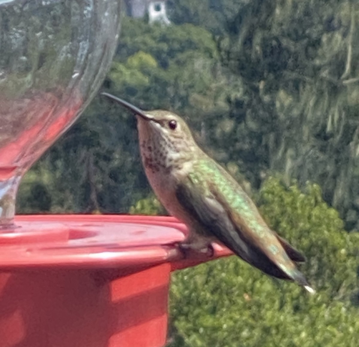Rufous Hummingbird - ML604090701