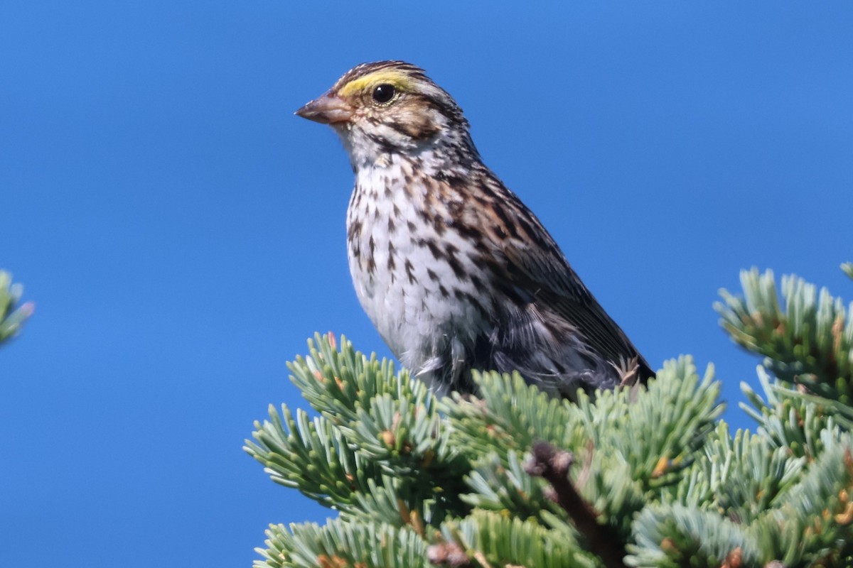 Savannah Sparrow - ML604097521