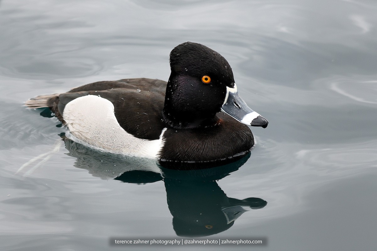 Ring-necked Duck - terence zahner