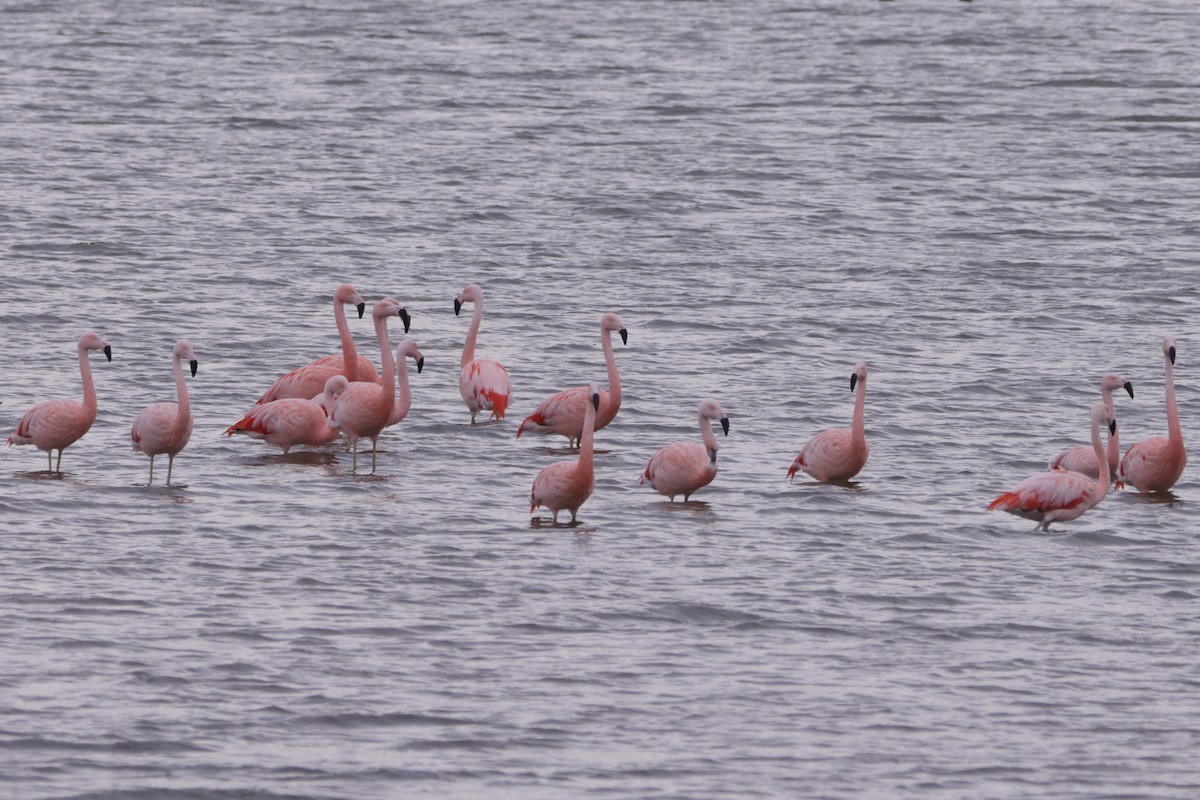 Chilean Flamingo - ML604098651