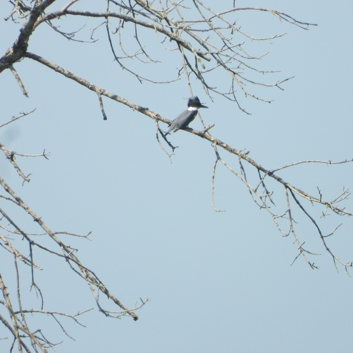 Belted Kingfisher - ML604099591