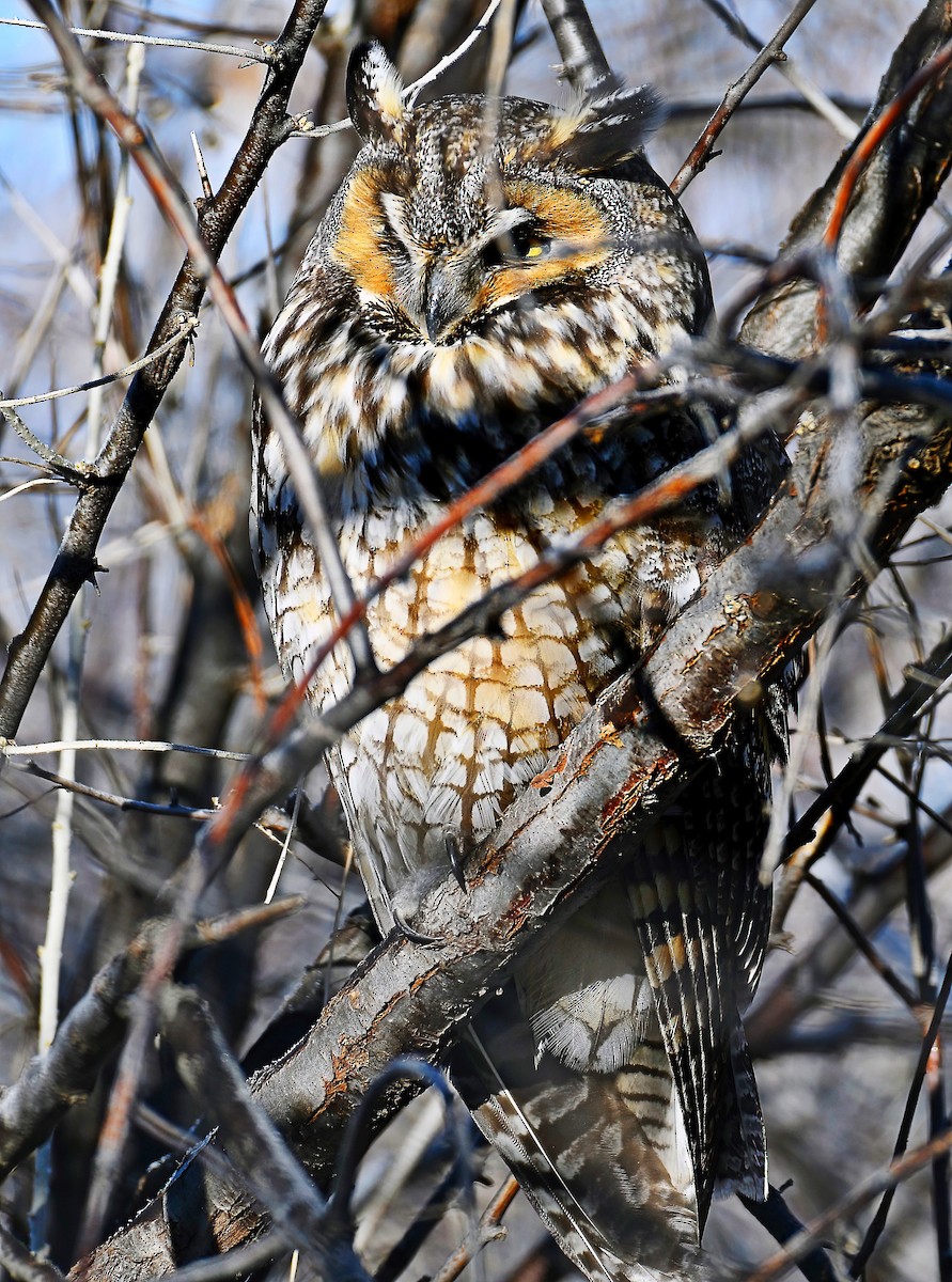 Long-eared Owl - ML604099701