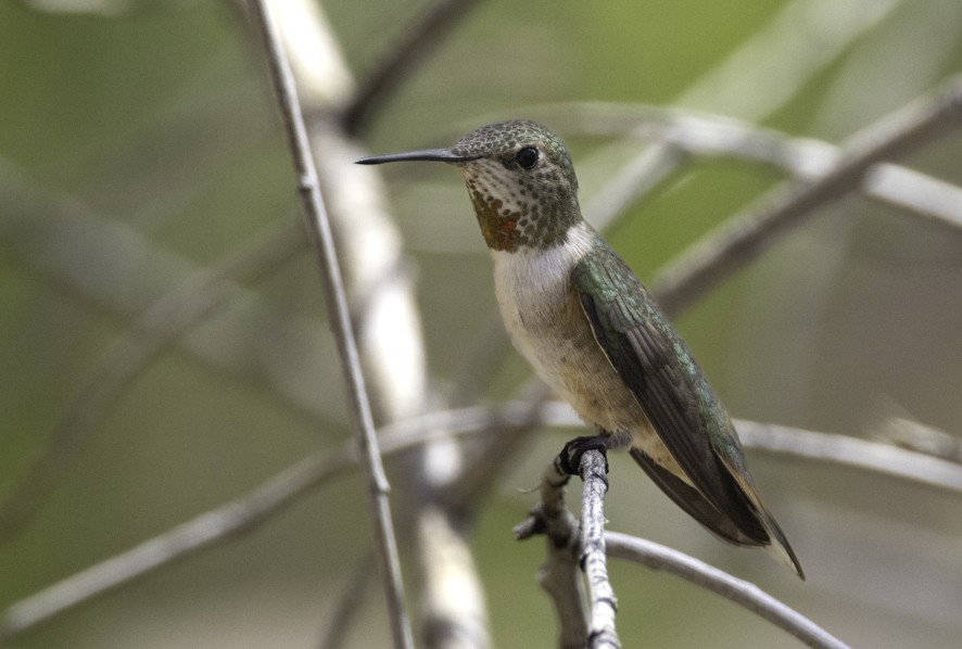 Broad-tailed Hummingbird - ML604100811