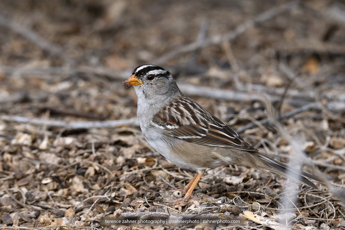 White-crowned Sparrow - ML60410271