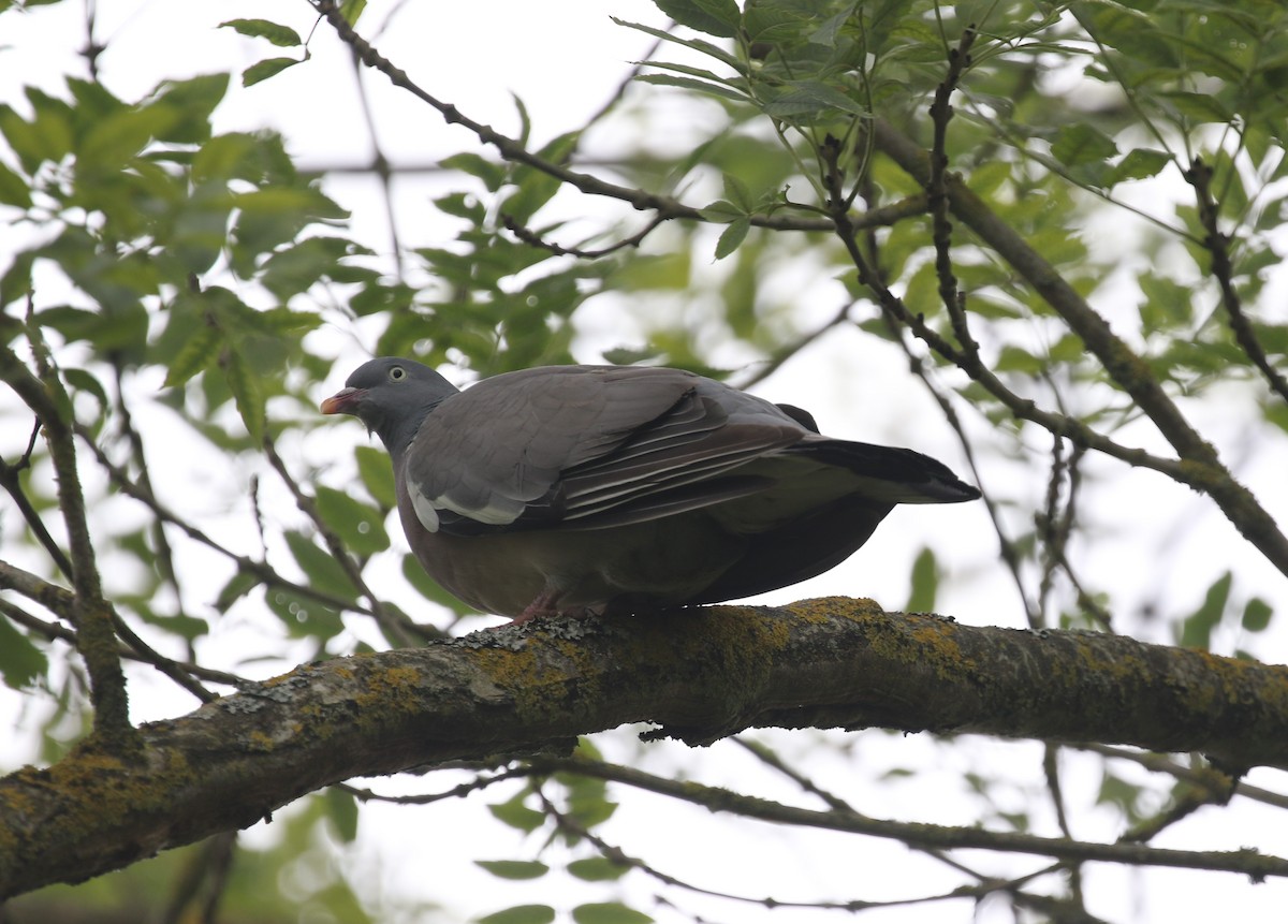 Common Wood-Pigeon - ML604102911