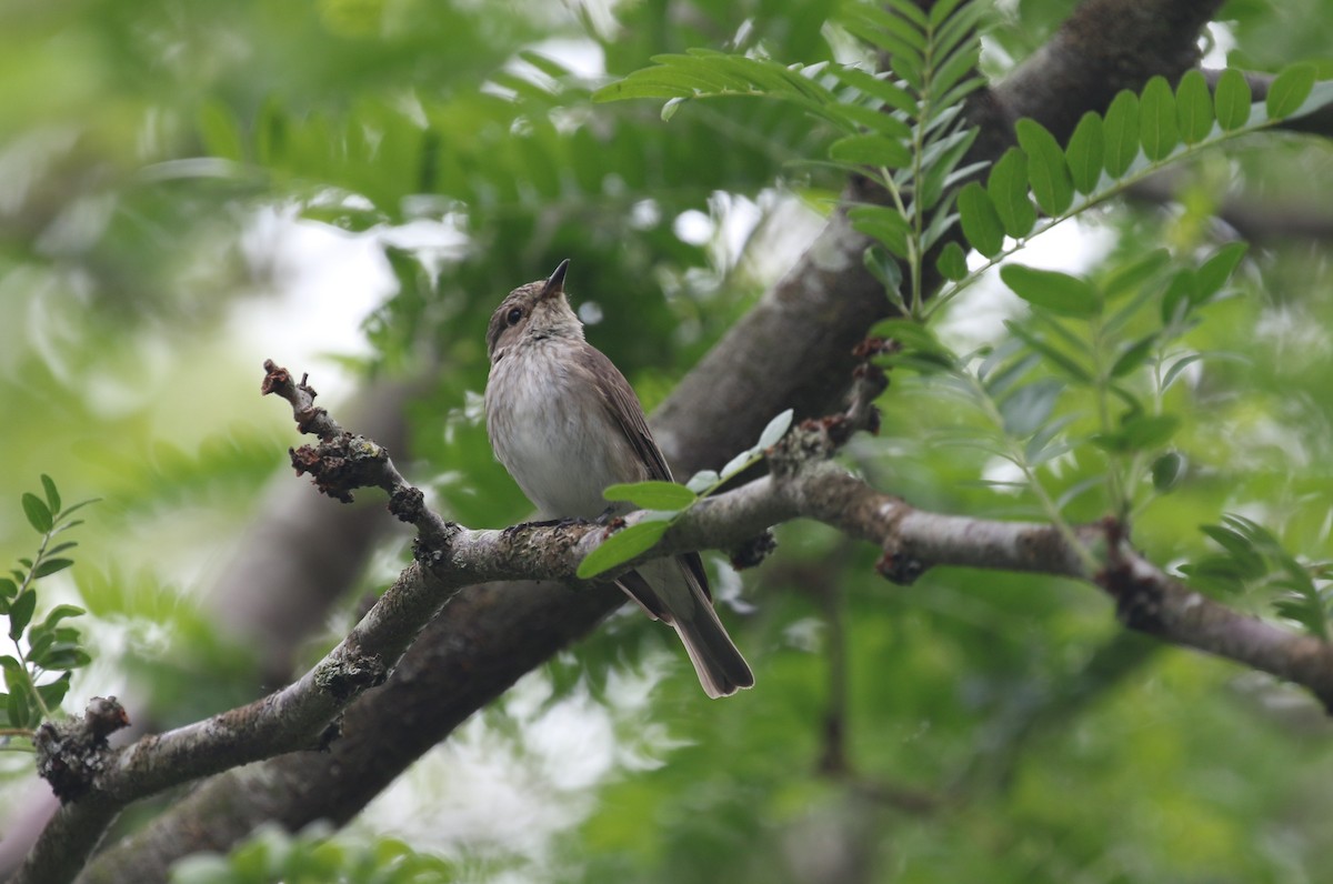Spotted Flycatcher (Spotted) - ML604103011