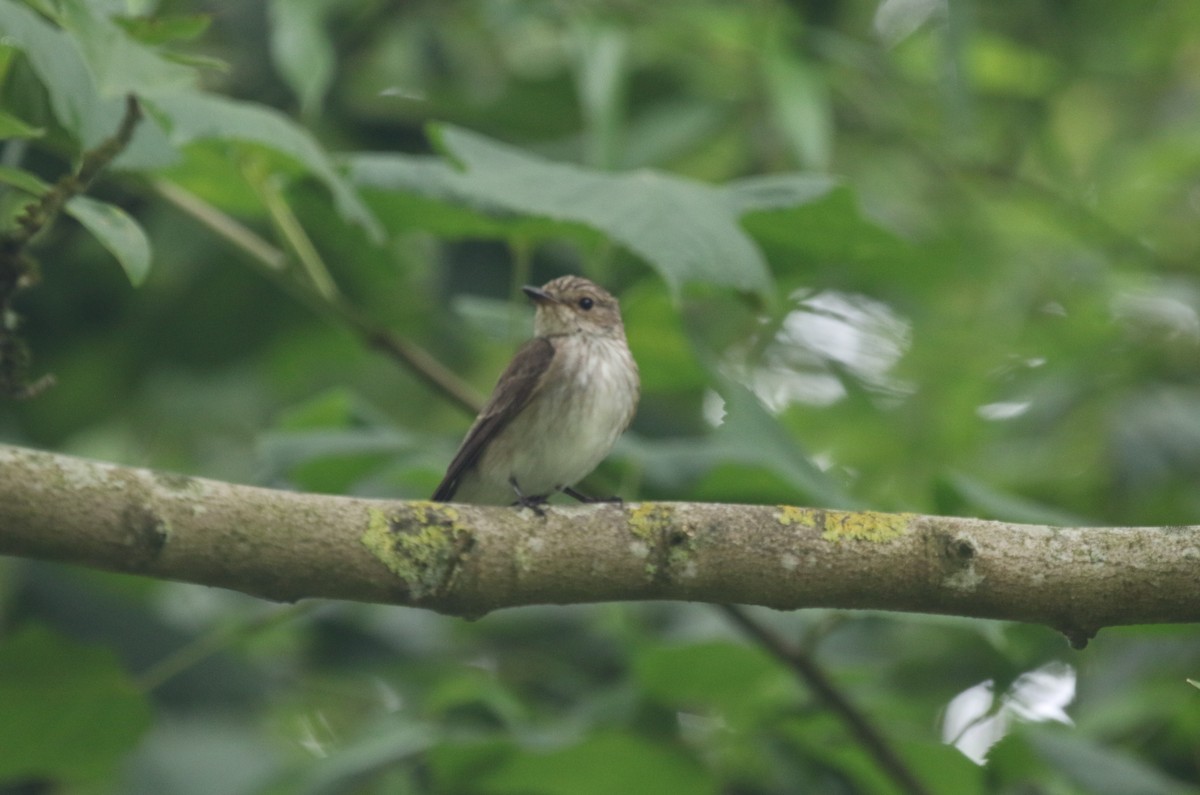 Spotted Flycatcher (Spotted) - ML604103051