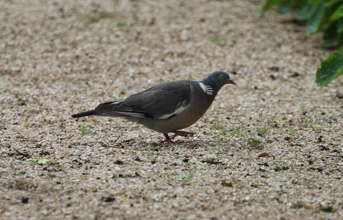 Common Wood-Pigeon - ML604103081