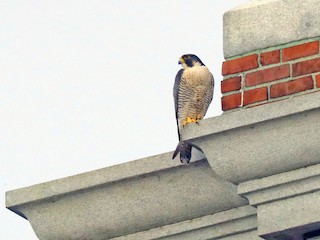 ハヤブサ - eBird