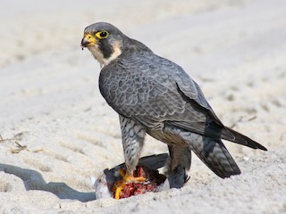アメリカハヤブサ ハヤブサ - eBird