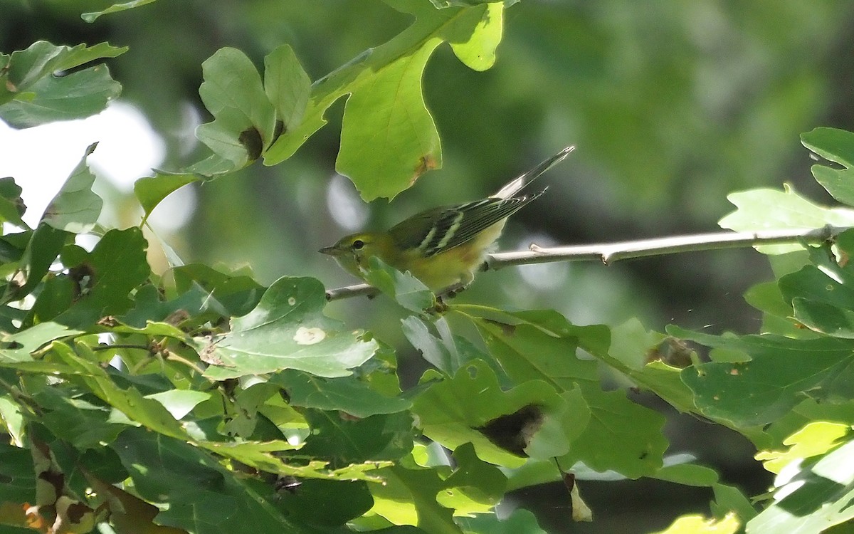 Bay-breasted Warbler - ML604105021
