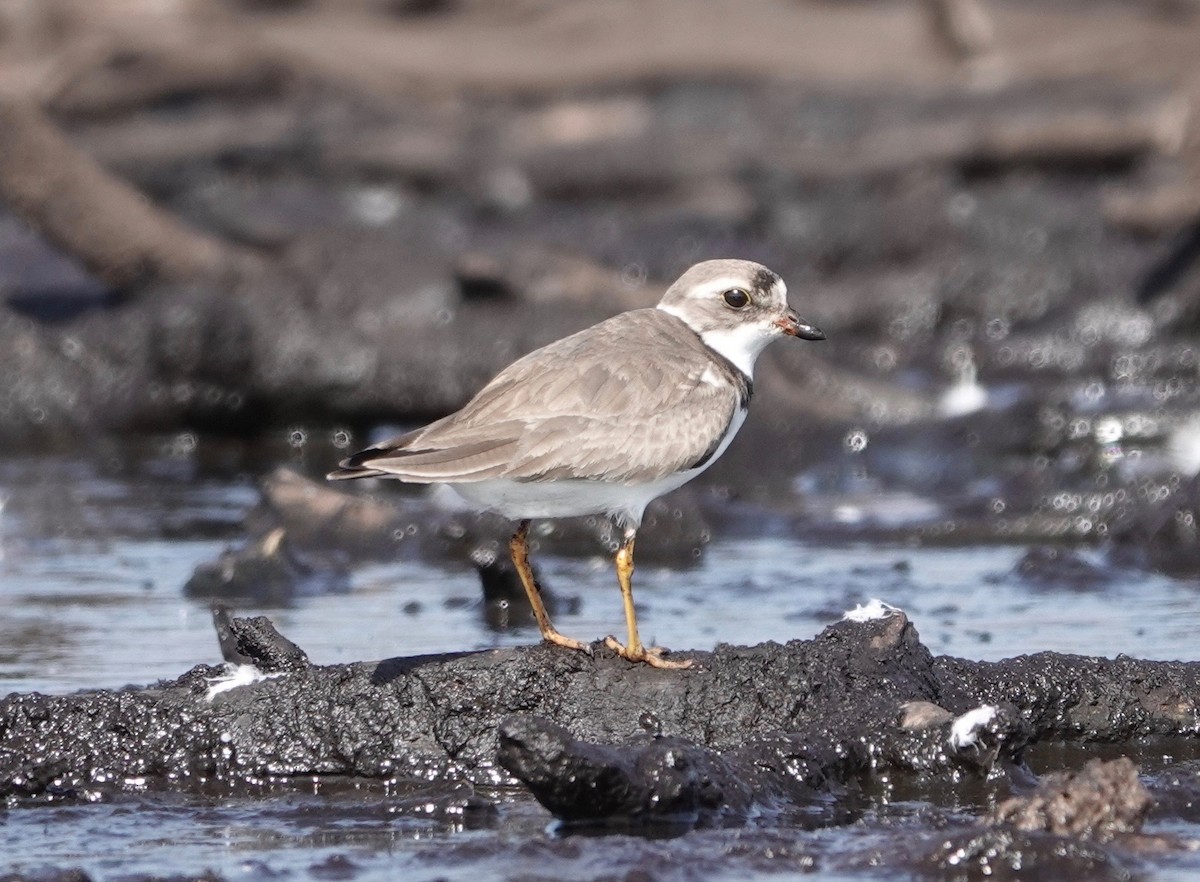 Semipalmated Plover - ML604106321
