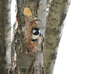 アメリカコガラ - eBird