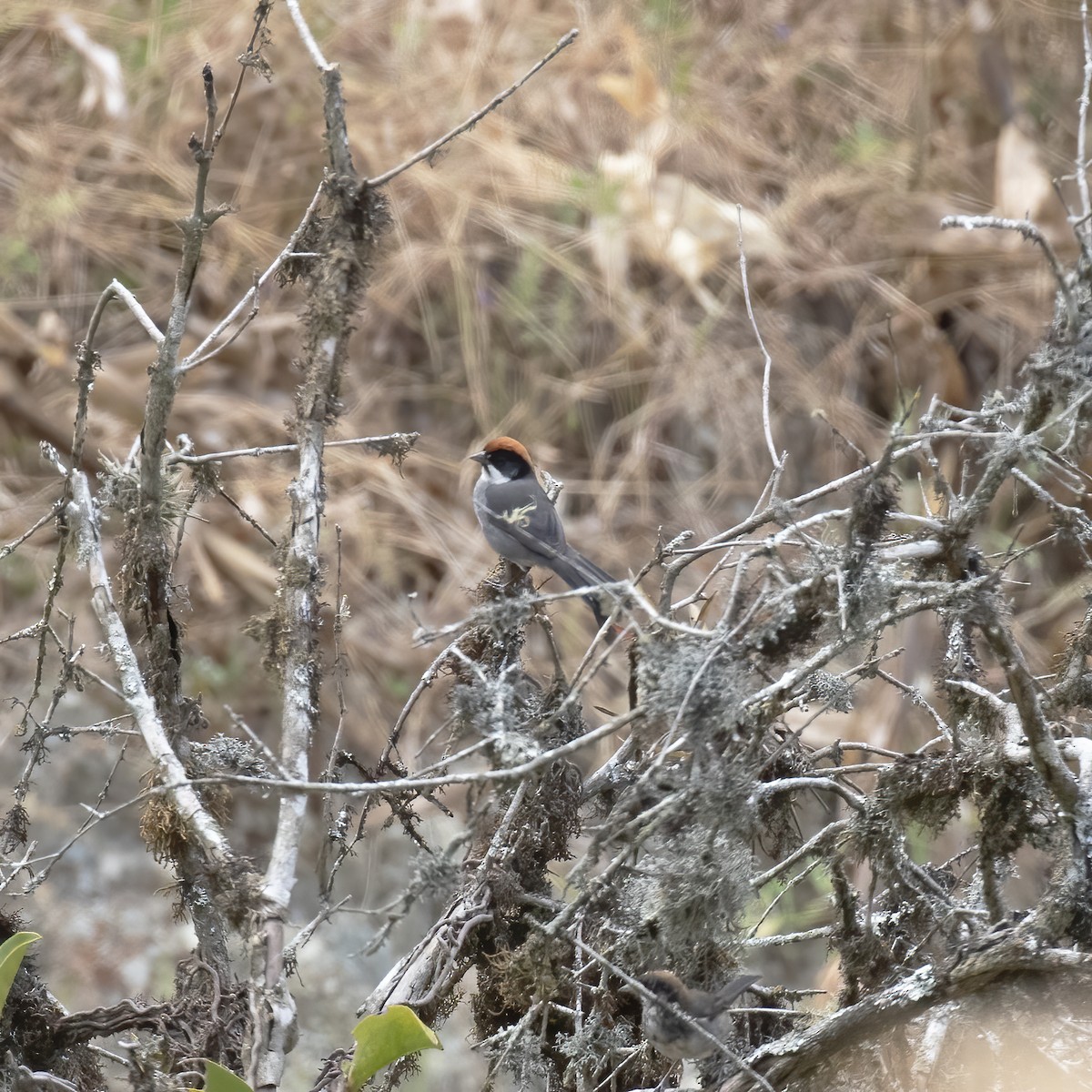 Bay-crowned Brushfinch - ML604118261