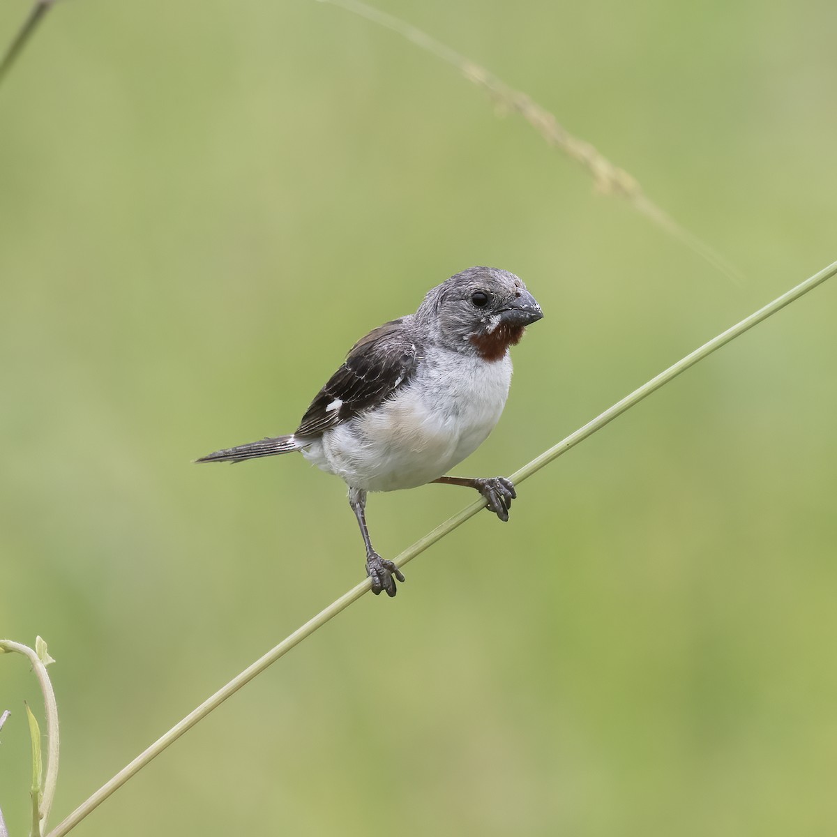 Chestnut-throated Seedeater - ML604120341