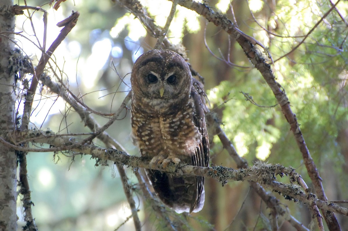 Spotted Owl (Northern) - ML604120851