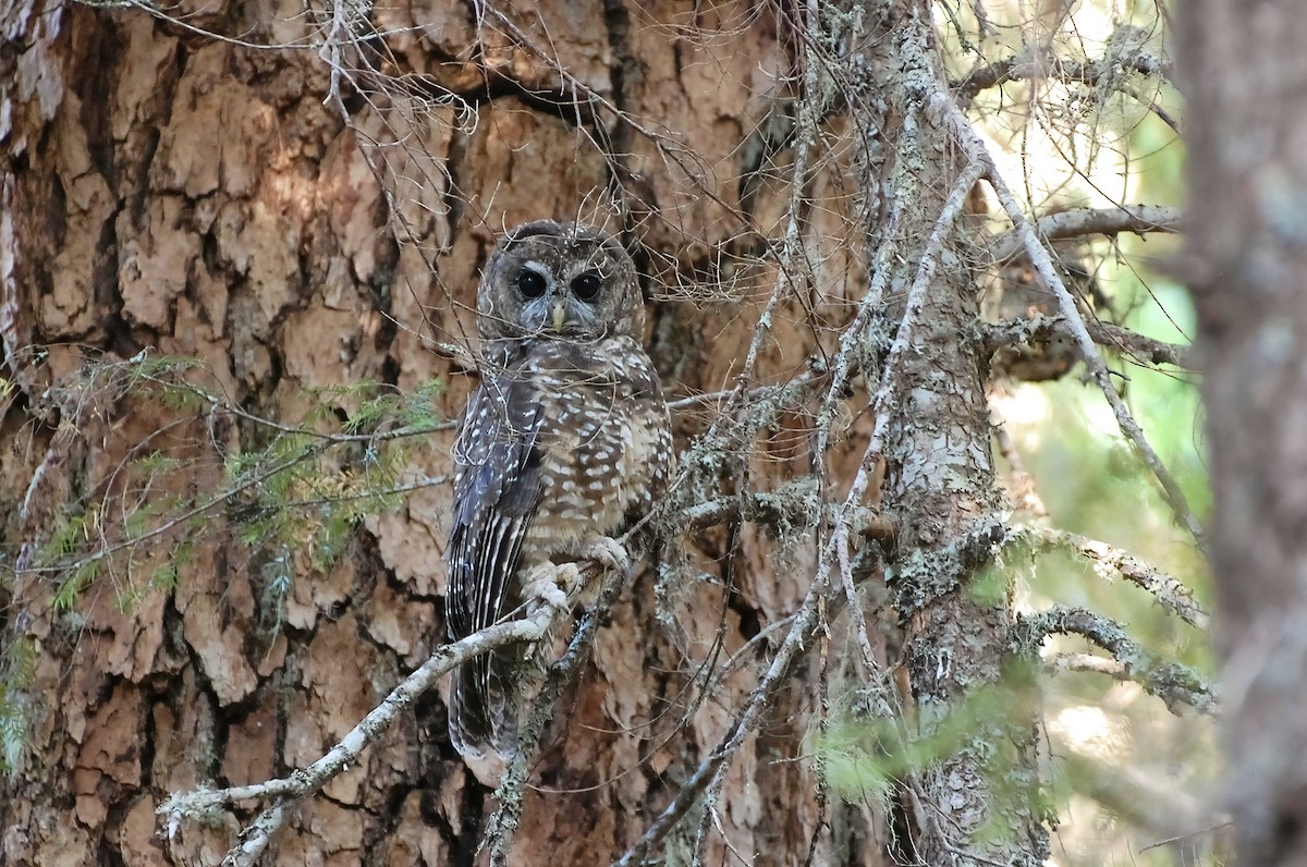 Spotted Owl (Northern) - Timo Mitzen