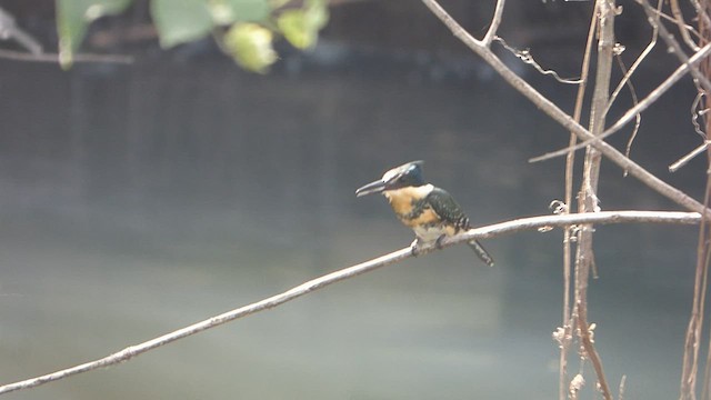 Green Kingfisher - ML604121721