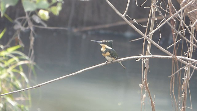 Green Kingfisher - ML604121791