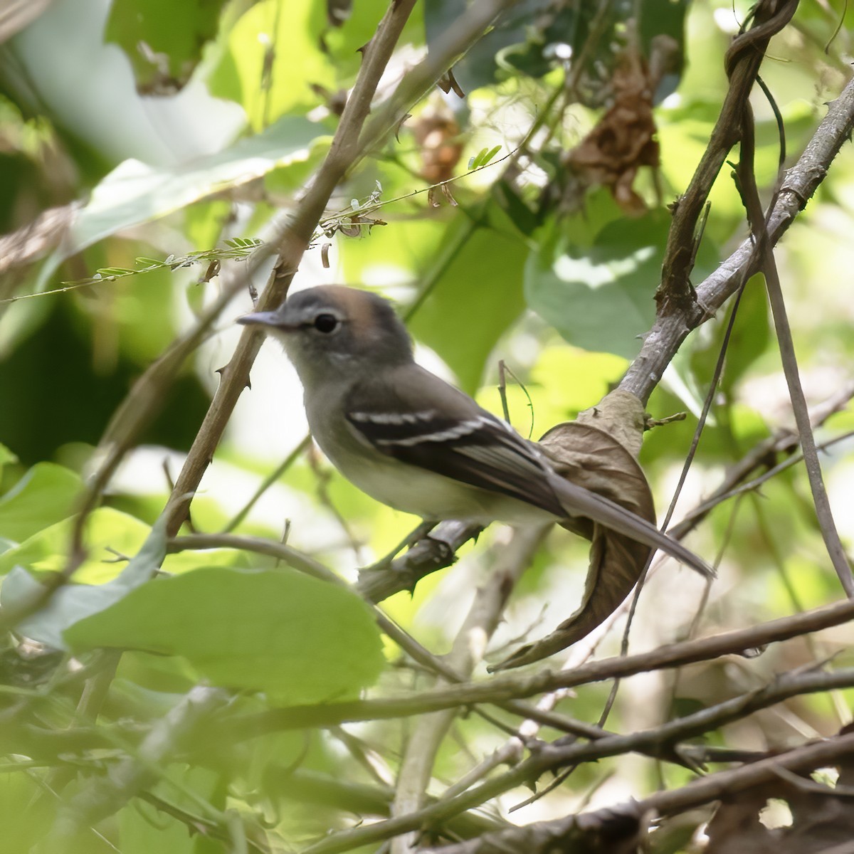 Gray-breasted Flycatcher - ML604123721