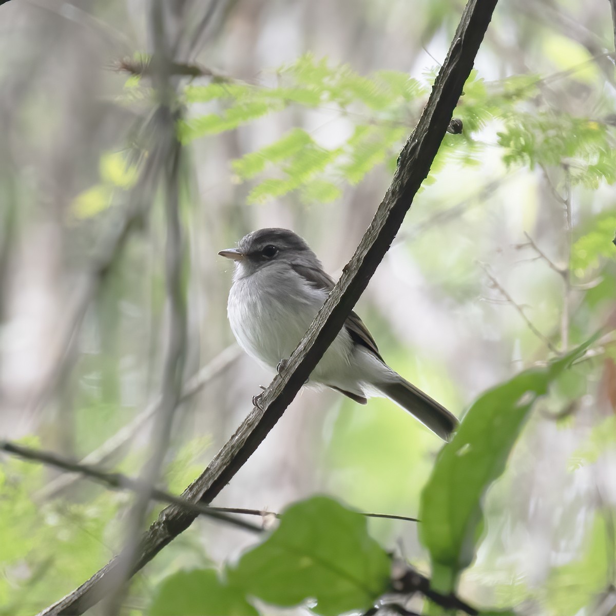 Gray-breasted Flycatcher - ML604123731