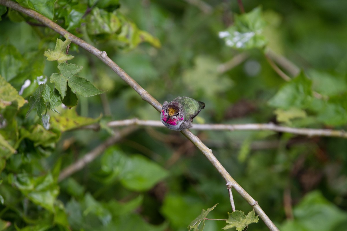 Anna's Hummingbird - ML604128181
