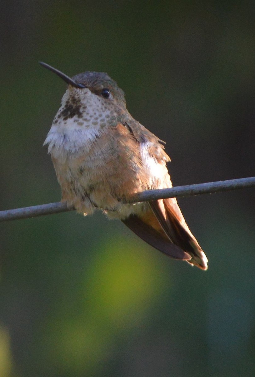 Rufous Hummingbird - ML604128411