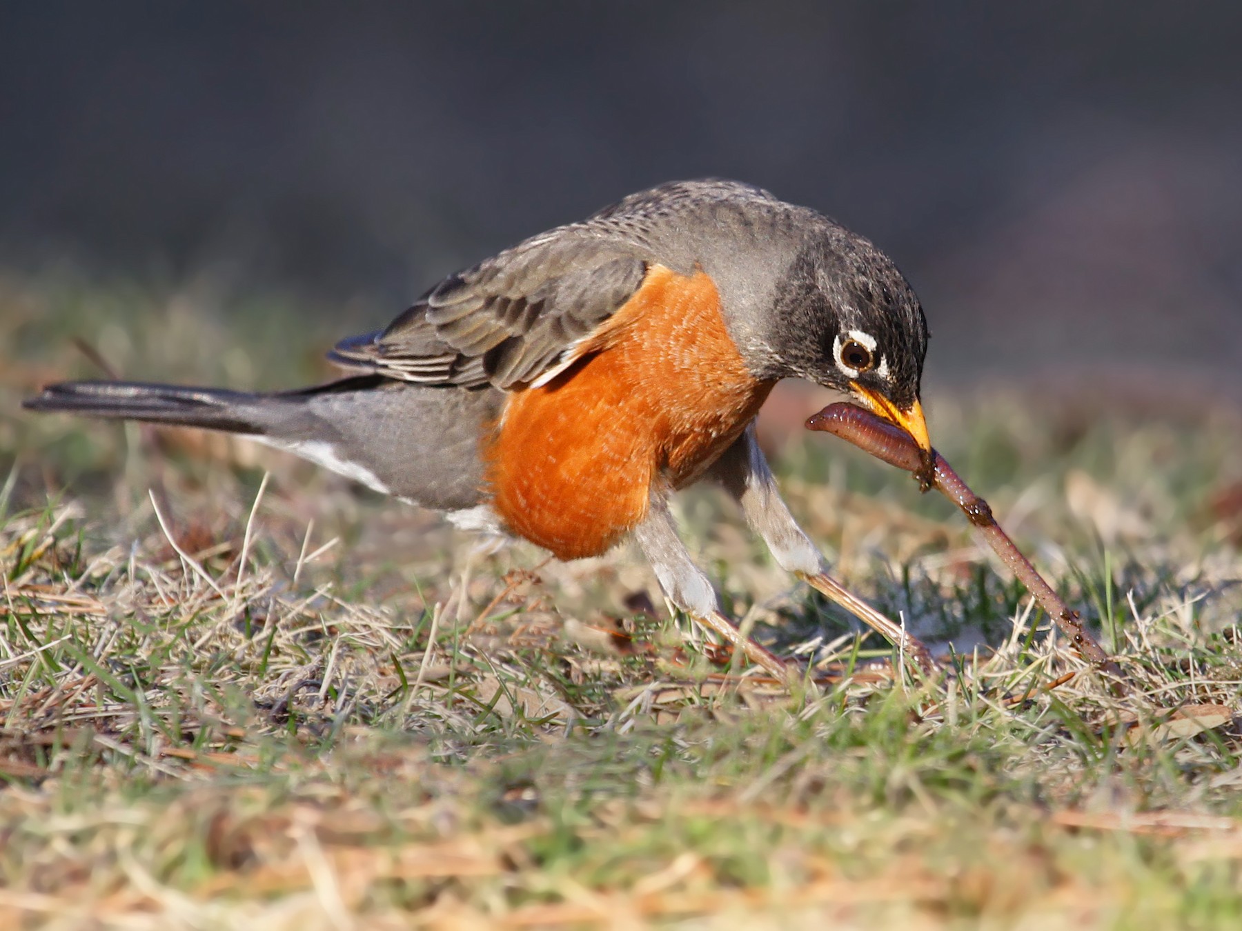 American Robin  Audubon Field Guide