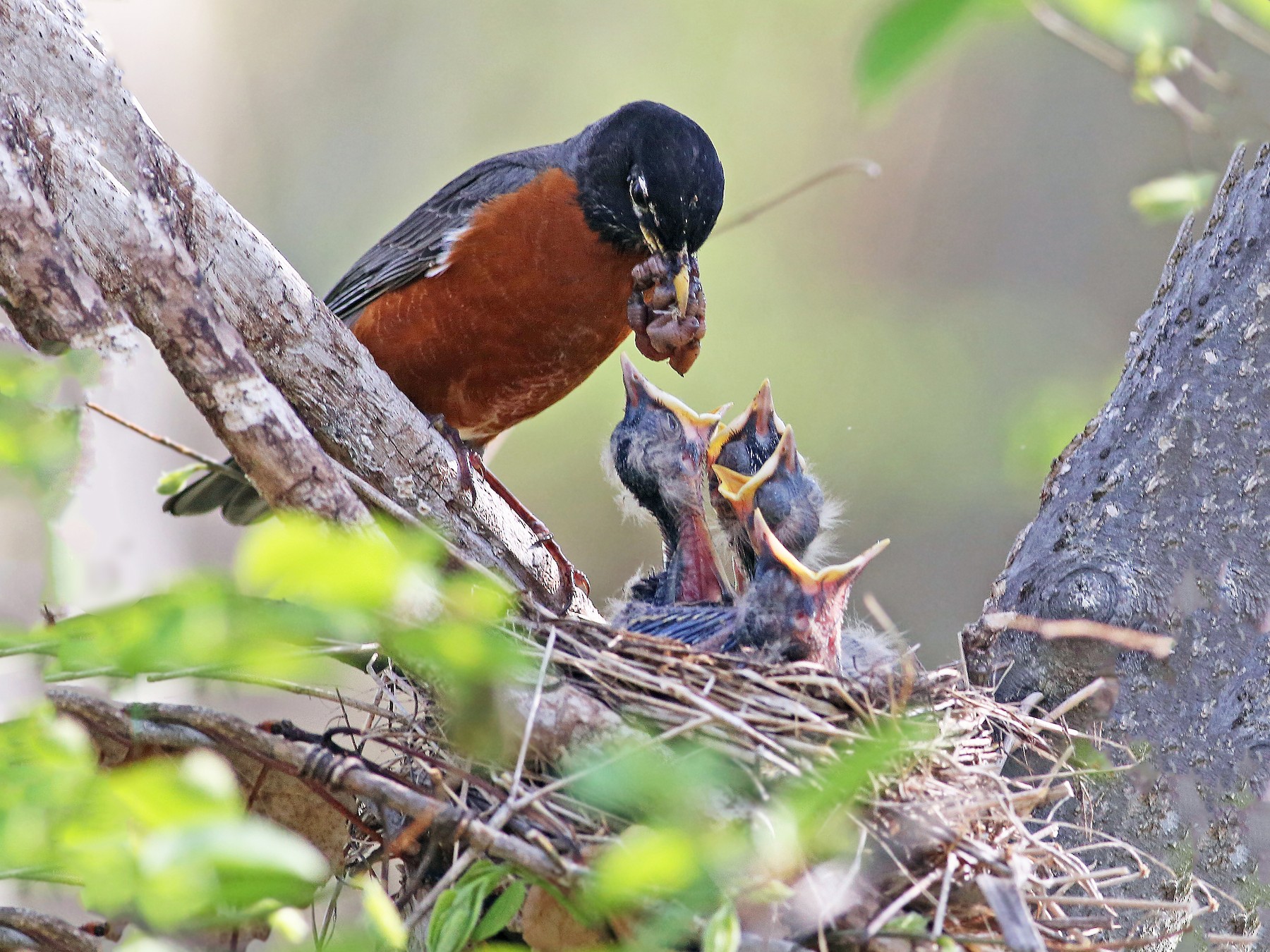 American Robin - Andrew Spencer