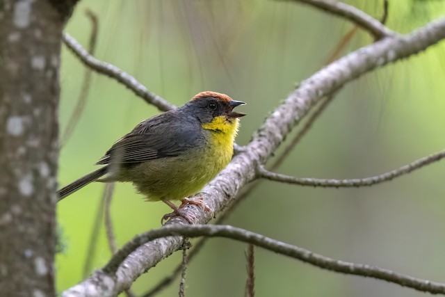 Rufous-capped Brushfinch