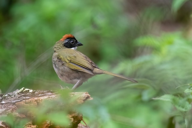 Collared Towhee