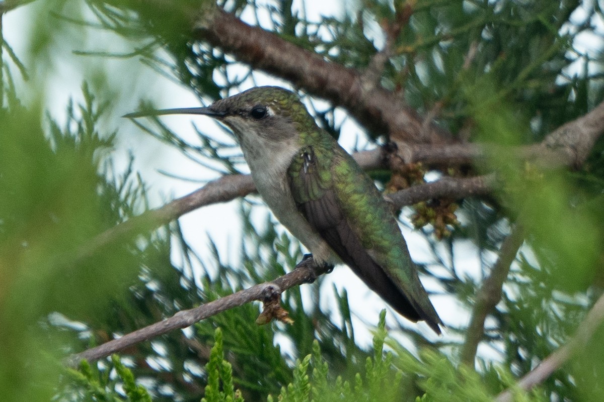 Ebird Checklist Aug Edwin B Forsythe Nwr Formerly Brig