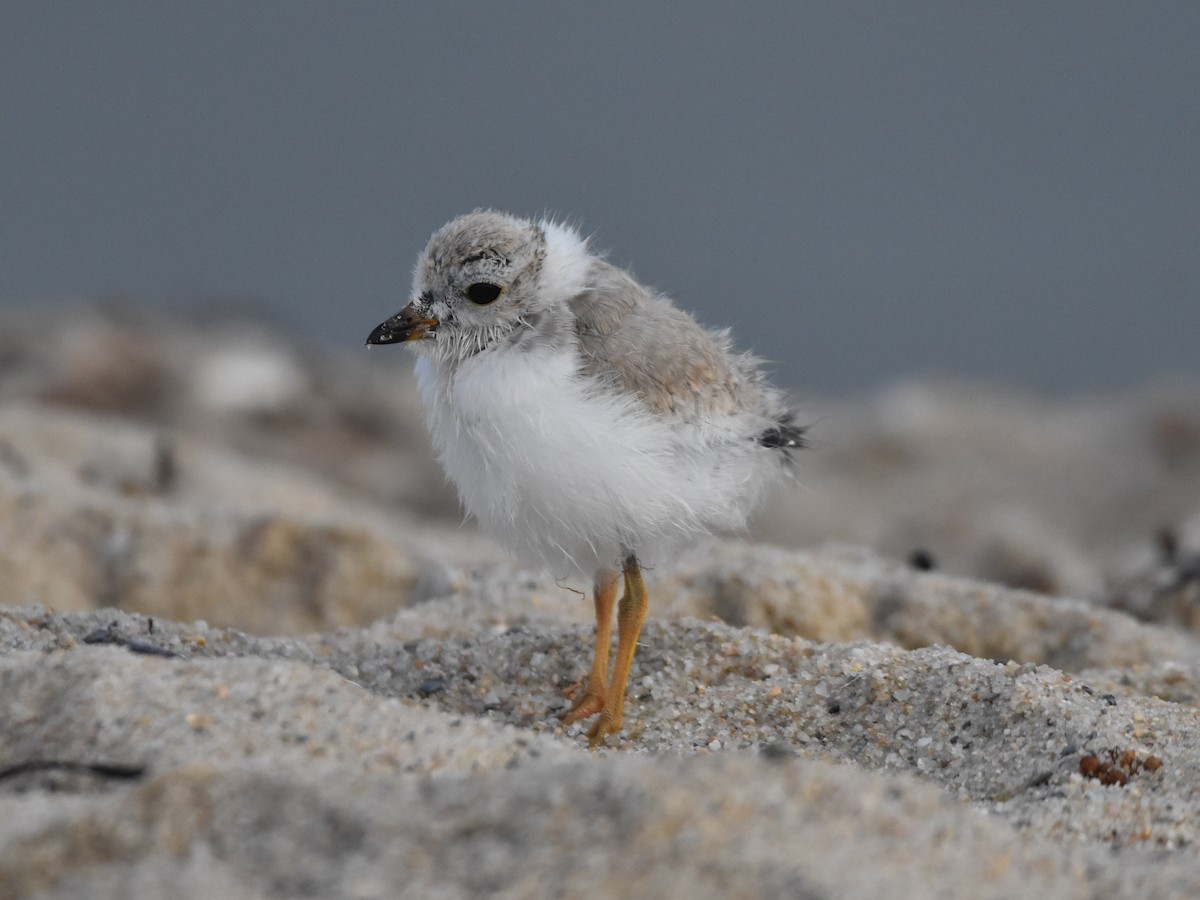 Piping Plover - ML604134681
