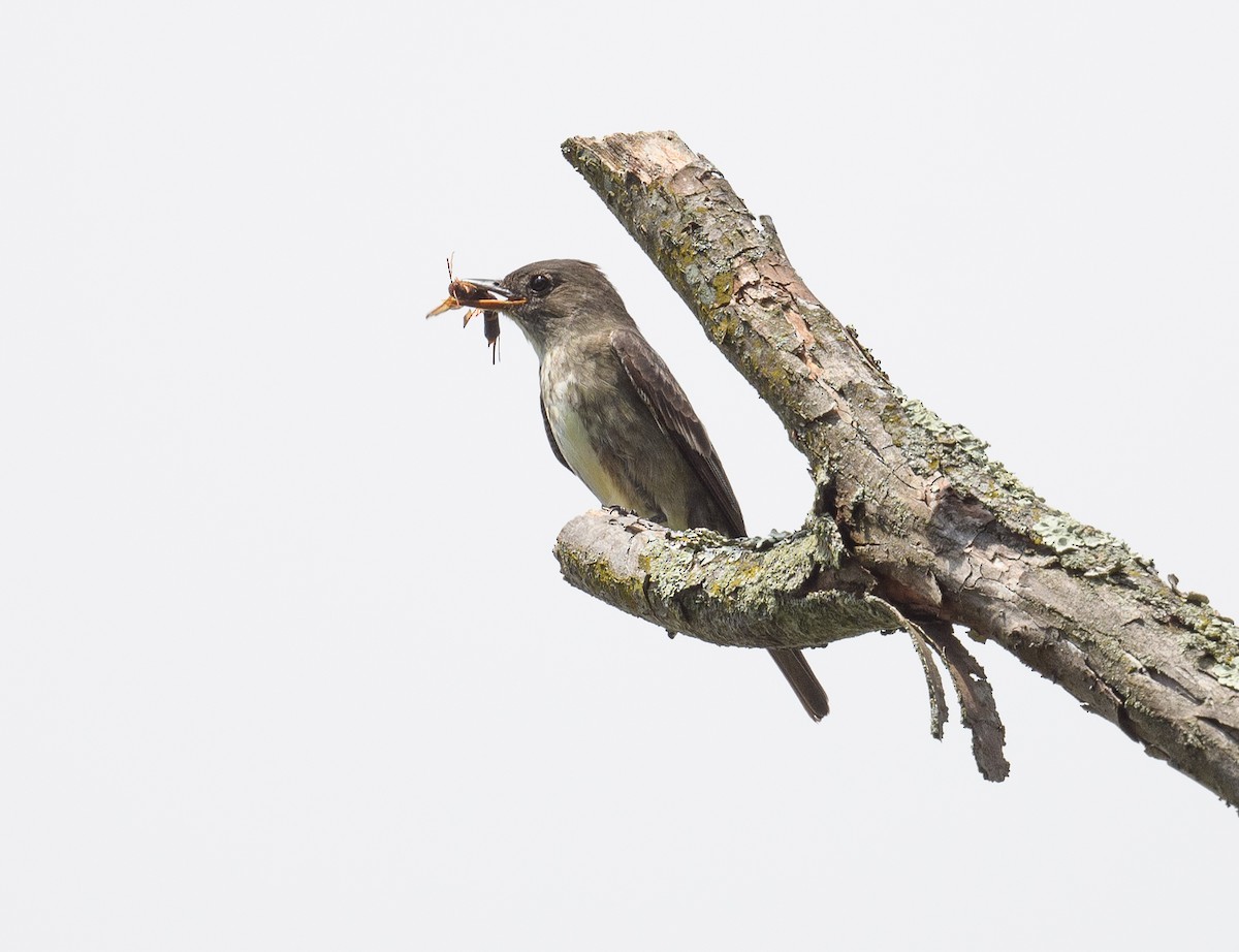 Olive-sided Flycatcher - Tom Warren