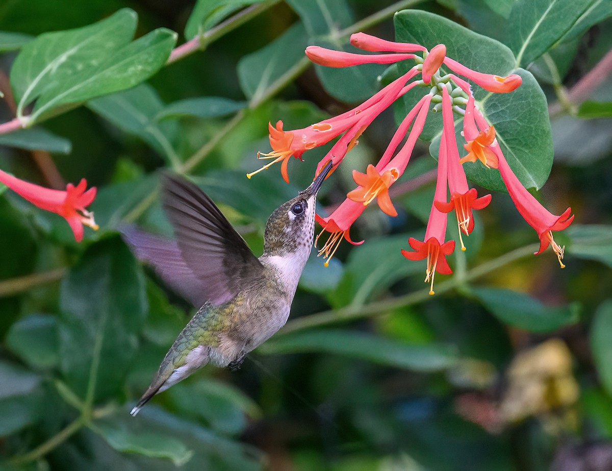 Ruby-throated Hummingbird - ML604136291