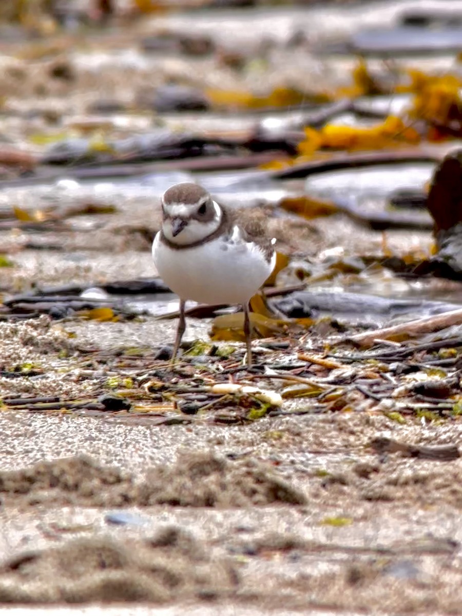 Semipalmated Plover - ML604136991