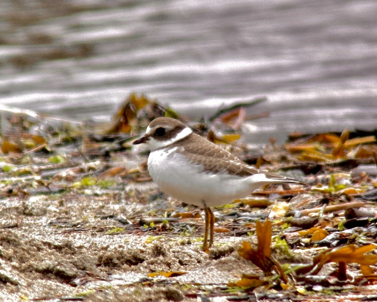 Semipalmated Plover - ML604137001