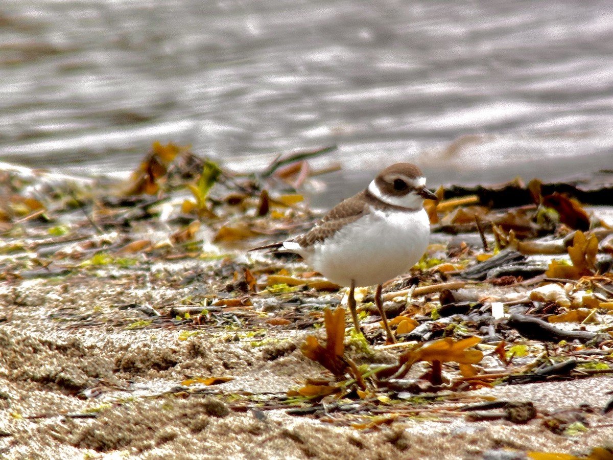 Semipalmated Plover - ML604137011