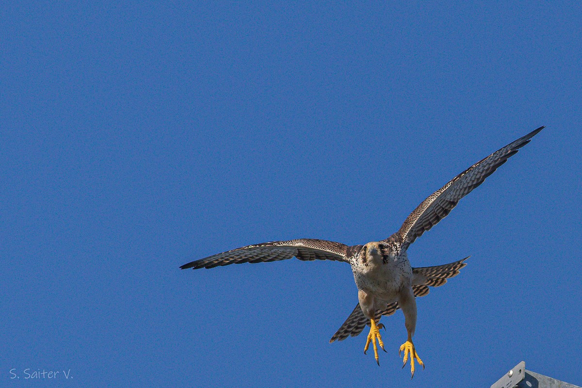 Peregrine Falcon (South American) - ML604138641
